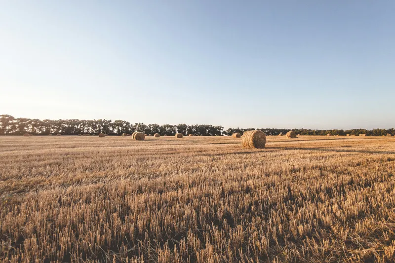 Wheat field for bulk sourcing by Sai Traders